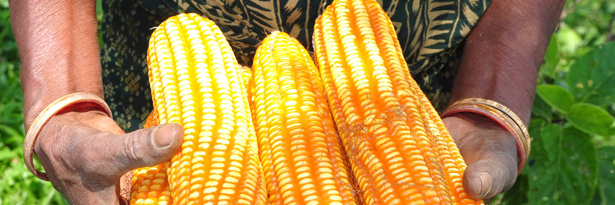 Maize