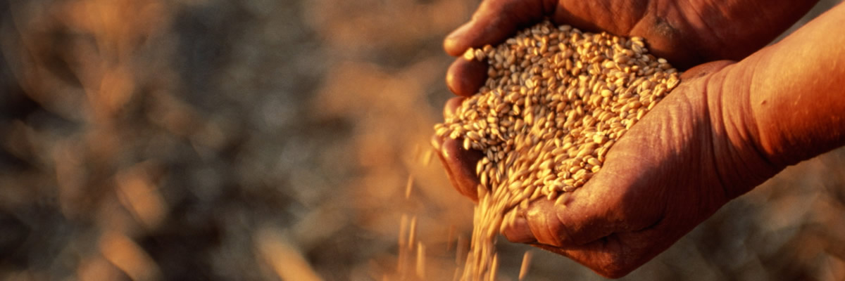 o-GRAINS-facebook
