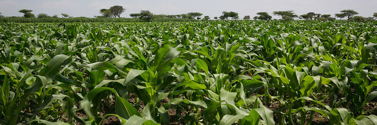 REWA-GRAINS-1