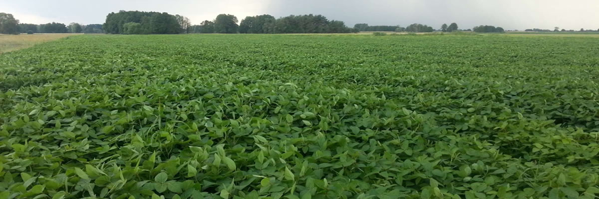 REWA-GRAINS-2